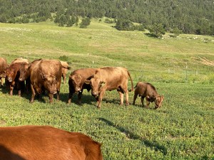 Sunrise Ridge Campground ranch cows